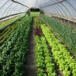 Dutchess Farm Celebrates 30 Years Dutchess Farm Celebrates 30 Years