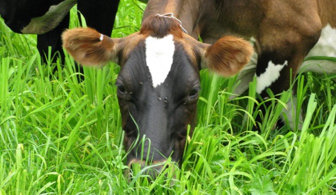 Dairy Grazing Management Can Restore Soils, Reduce Carbon Footprint Dairy Grazing Management Can Restore Soils, Reduce Carbon Footprint