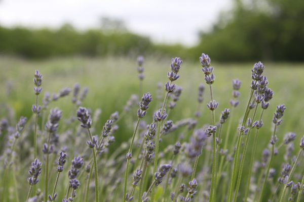 lavender cleaning